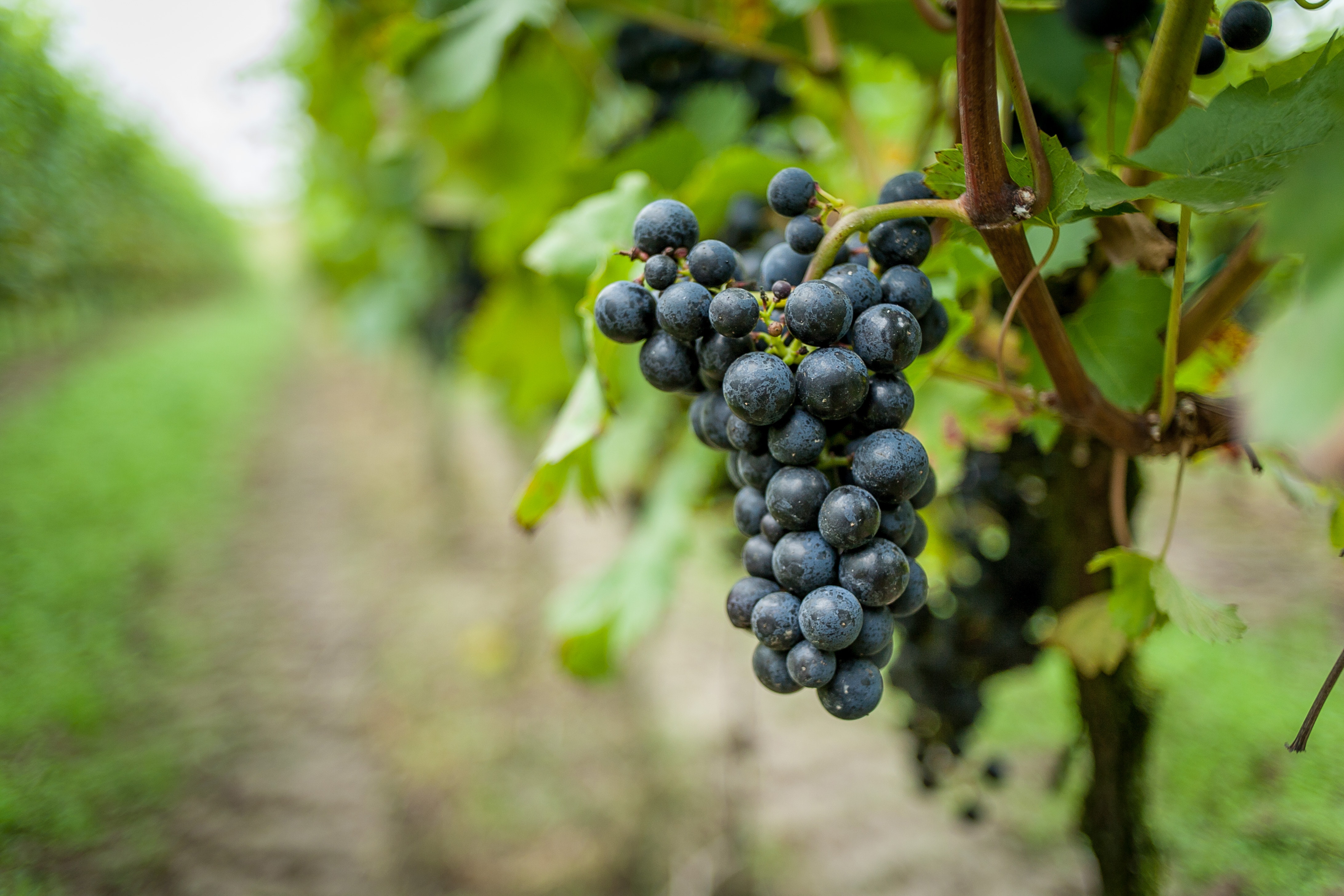 Weinfest In Bardolino 28. September - 2. Oktober 2023